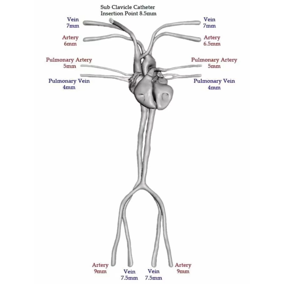 Adult Torso Phantom (Dynamic) for X-Ray CT, MRI