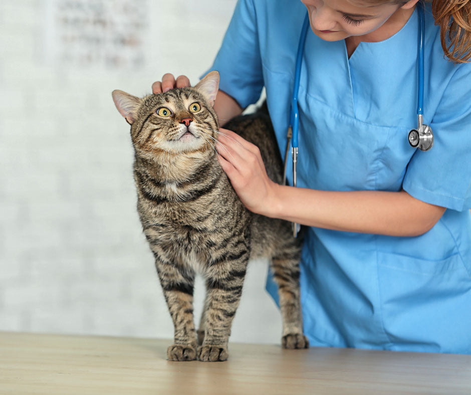 Shop Veterinary