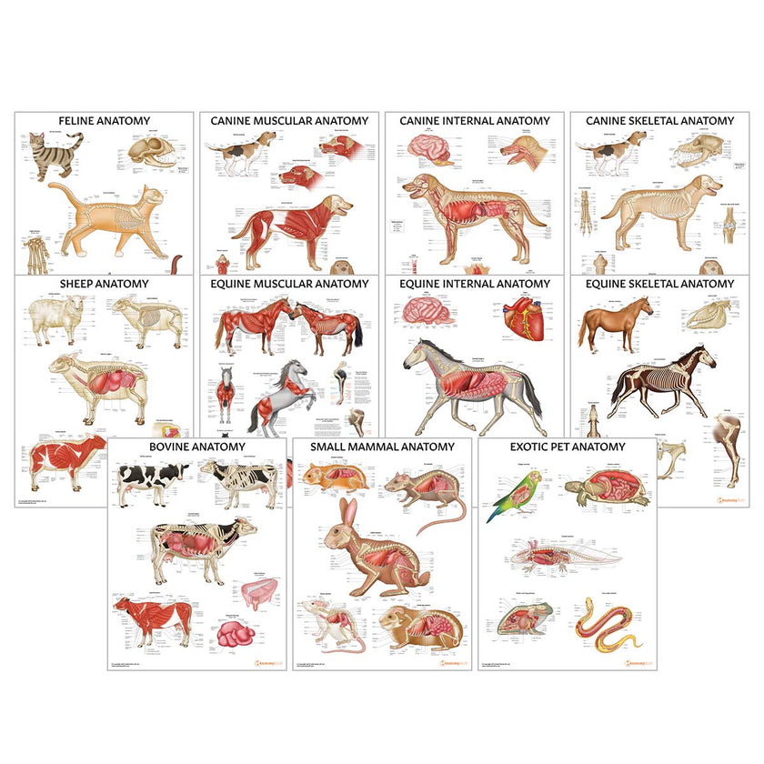 Veterinary Anatomy 10 Poster Collection