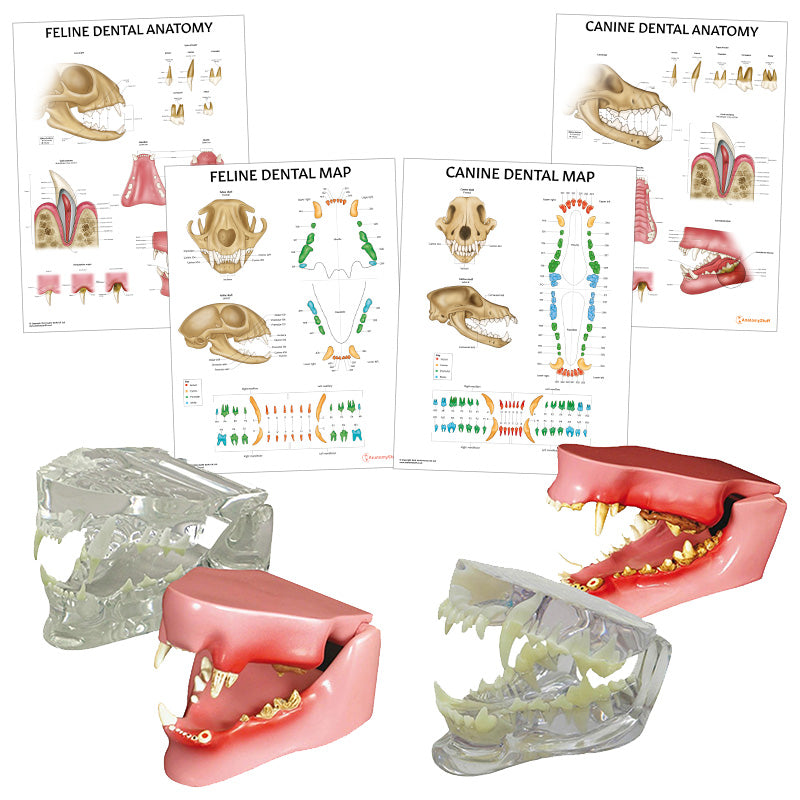Veterinary Dental Collection