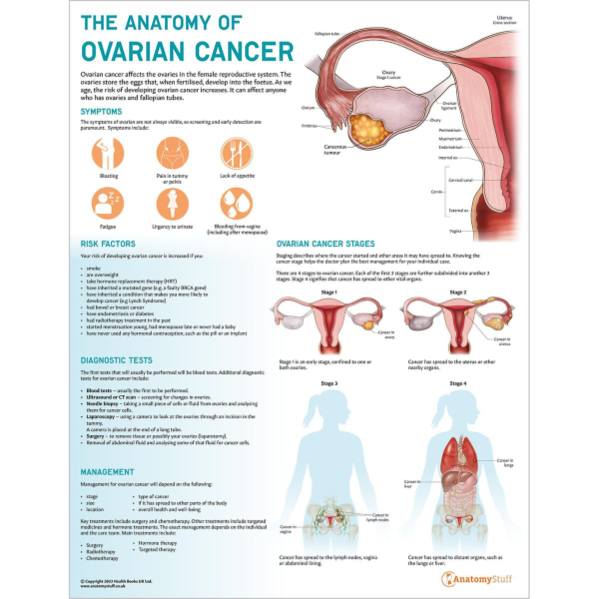 Women's Reproductive Health 4 Poster Collection | AnatomyStuff Posters