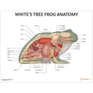 Switch White&#39;s Tree Frog Anatomy Chart/Poster 3 image