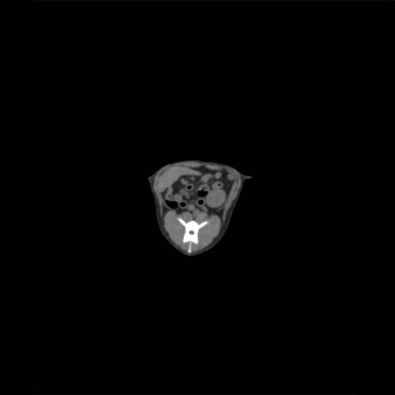Dog Phantom Models for CT and X-Ray