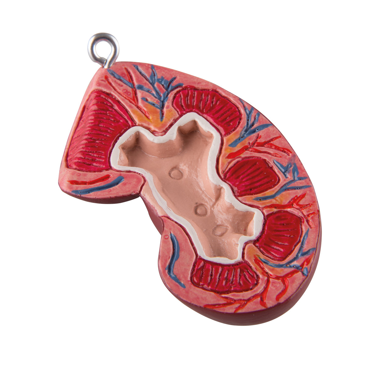 Spare front kidney half