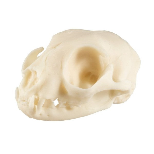 Cat Skull Model