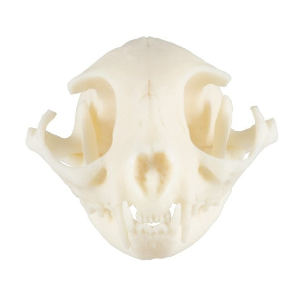 Cat Skull Model 010C Front View