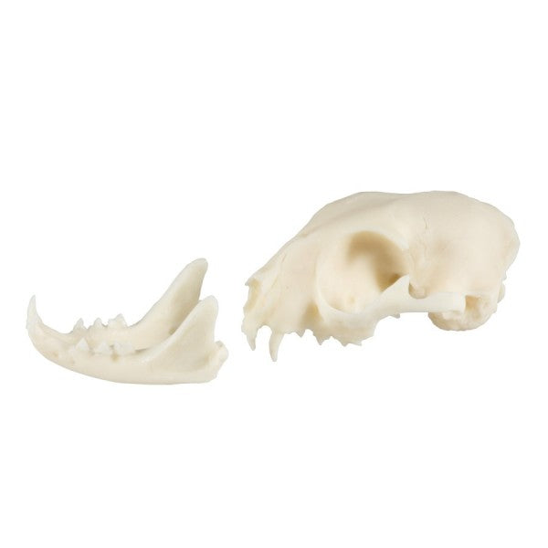 Cat Skull Model 010C Lower Jaw Separate