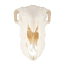 Switch ZKA-020-S sheep skull plastic front view 2 image