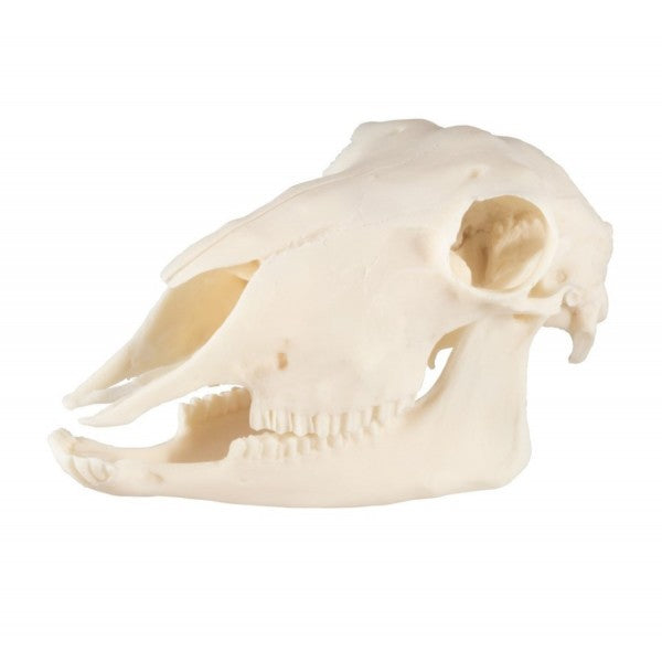 Sheep Skull Plastic ZKA-020-S side view