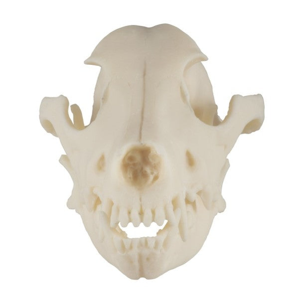 Dog Skull Model