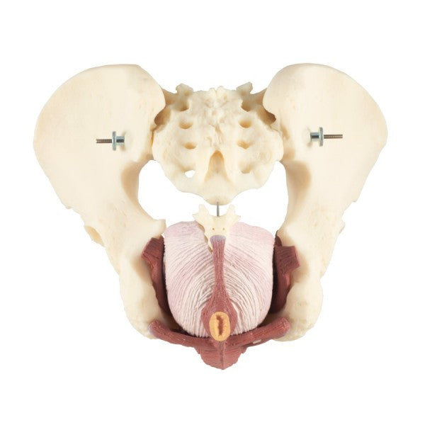 Male Pelvis and Pelvic Floor Model