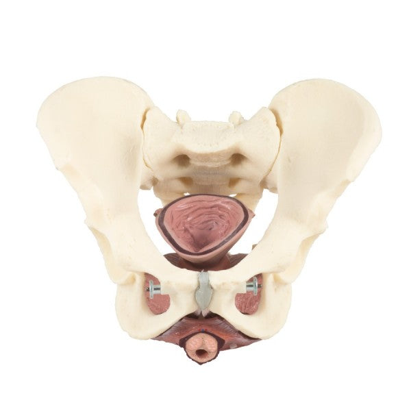 Male Pelvis and Pelvic Floor Model