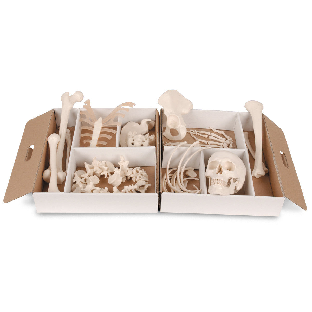 Disarticulated Half Human Skeleton (with wire mounted hand and foot)