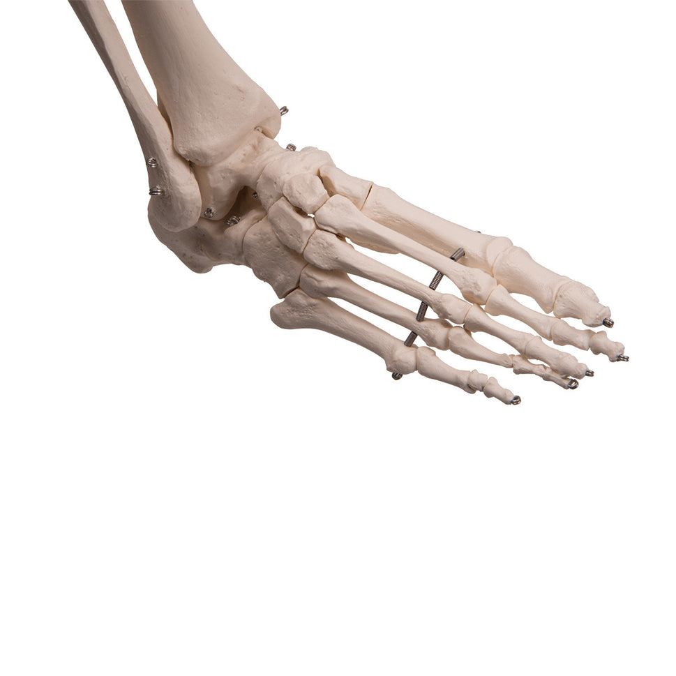 Stan Skeleton Model on Hanging Stand