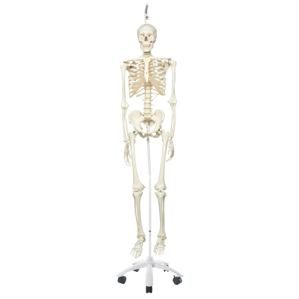 Stan Skeleton Model