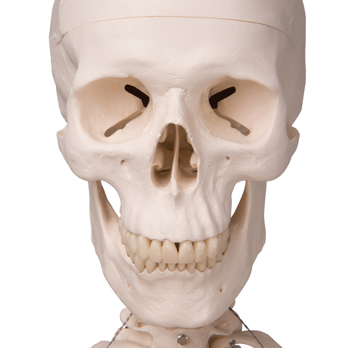 Stan Skeleton Model on Hanging Stand