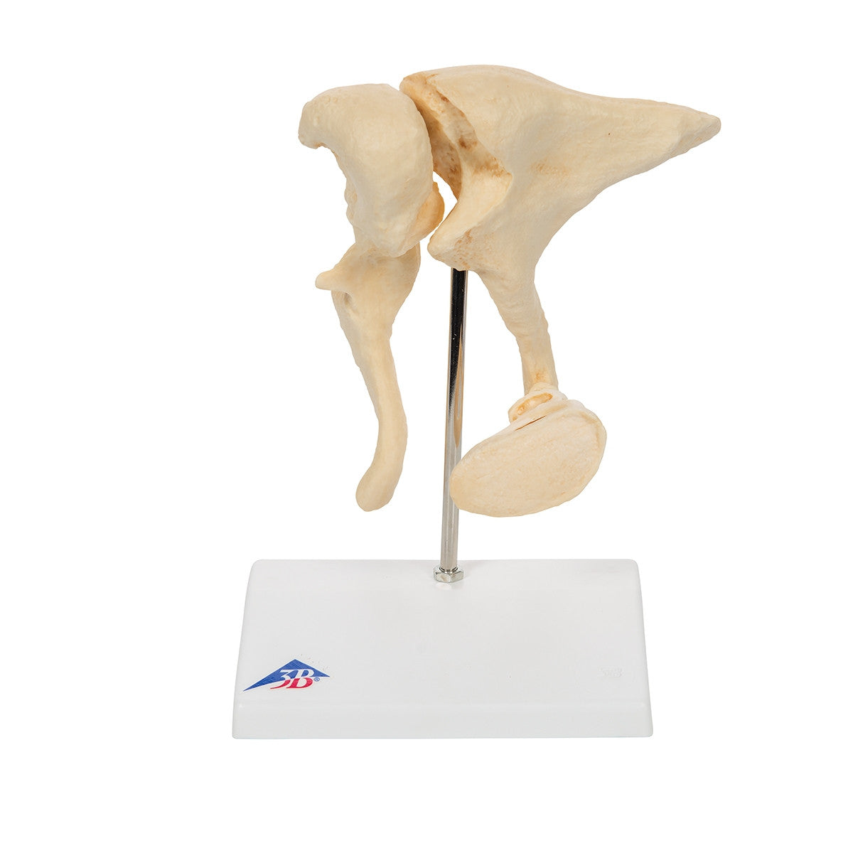 BONElike Ossicle Model (20 times life size)