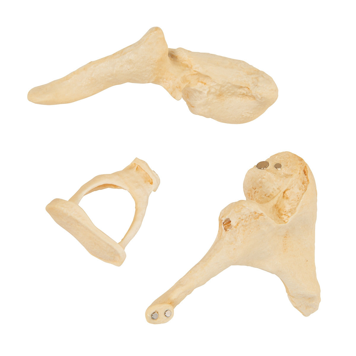 BONElike Ossicle Model (20 times life size)