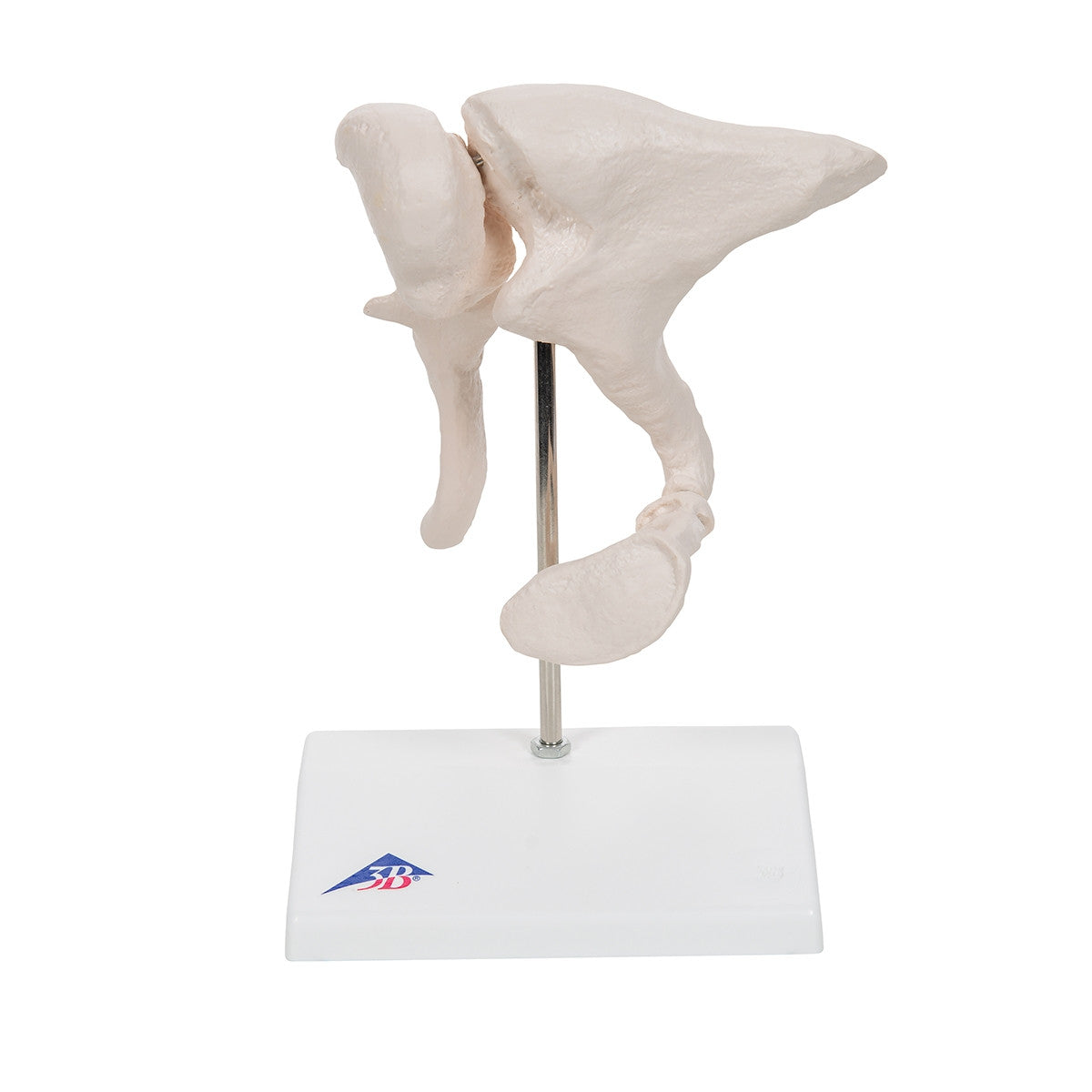 Ossicle Model (20 times life size)