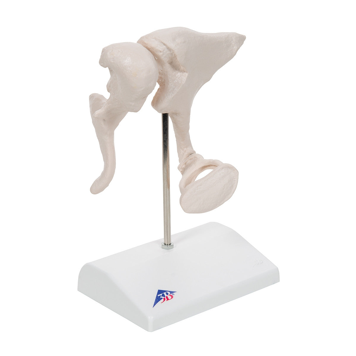 Ossicle Model (20 times life size)