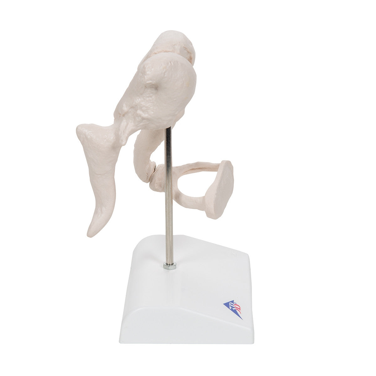 Ossicle Model (20 times life size)