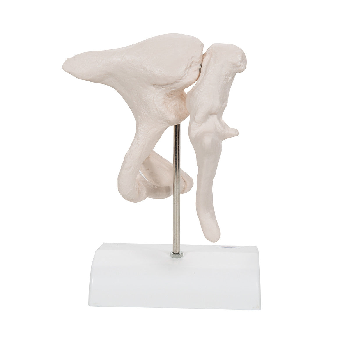 Ossicle Model (20 times life size)