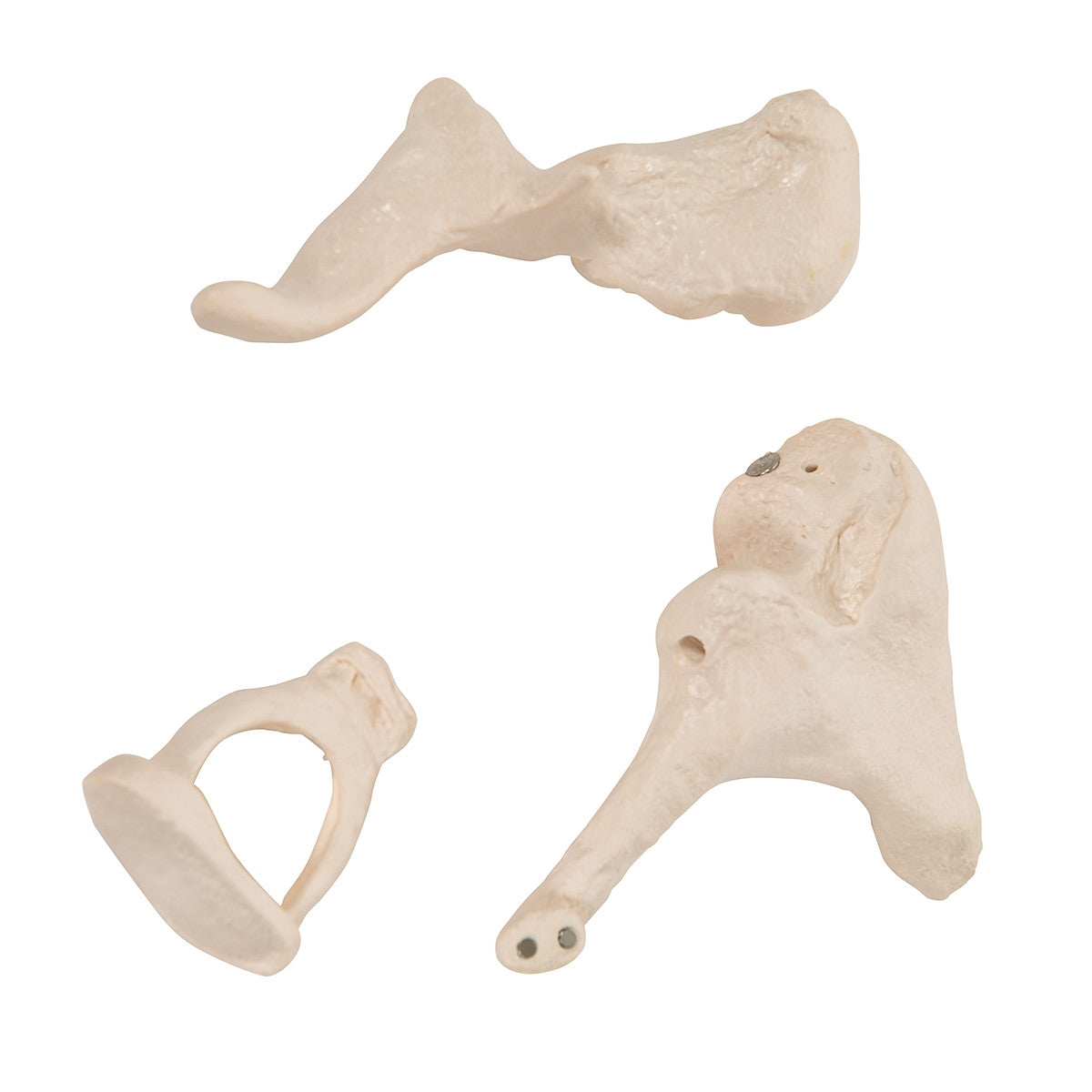 Ossicle Model (20 times life size)