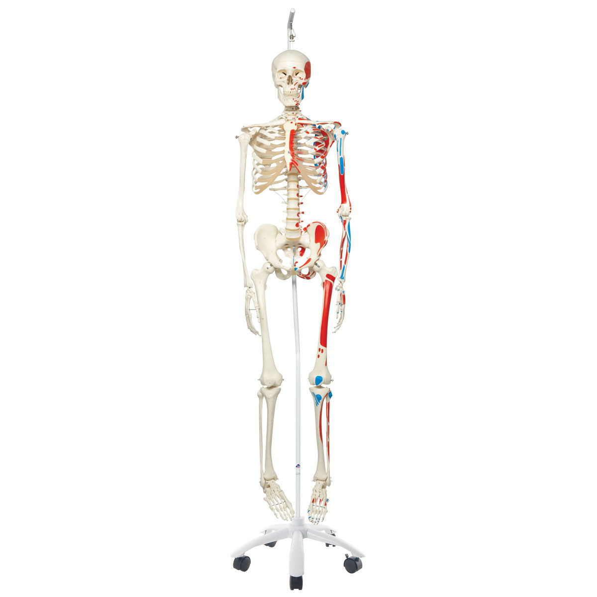 Max Muscle Skeleton Model on Hanging Stand
