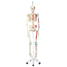Switch Max Muscle Skeleton Model 1020174 3B Scientific 2 image