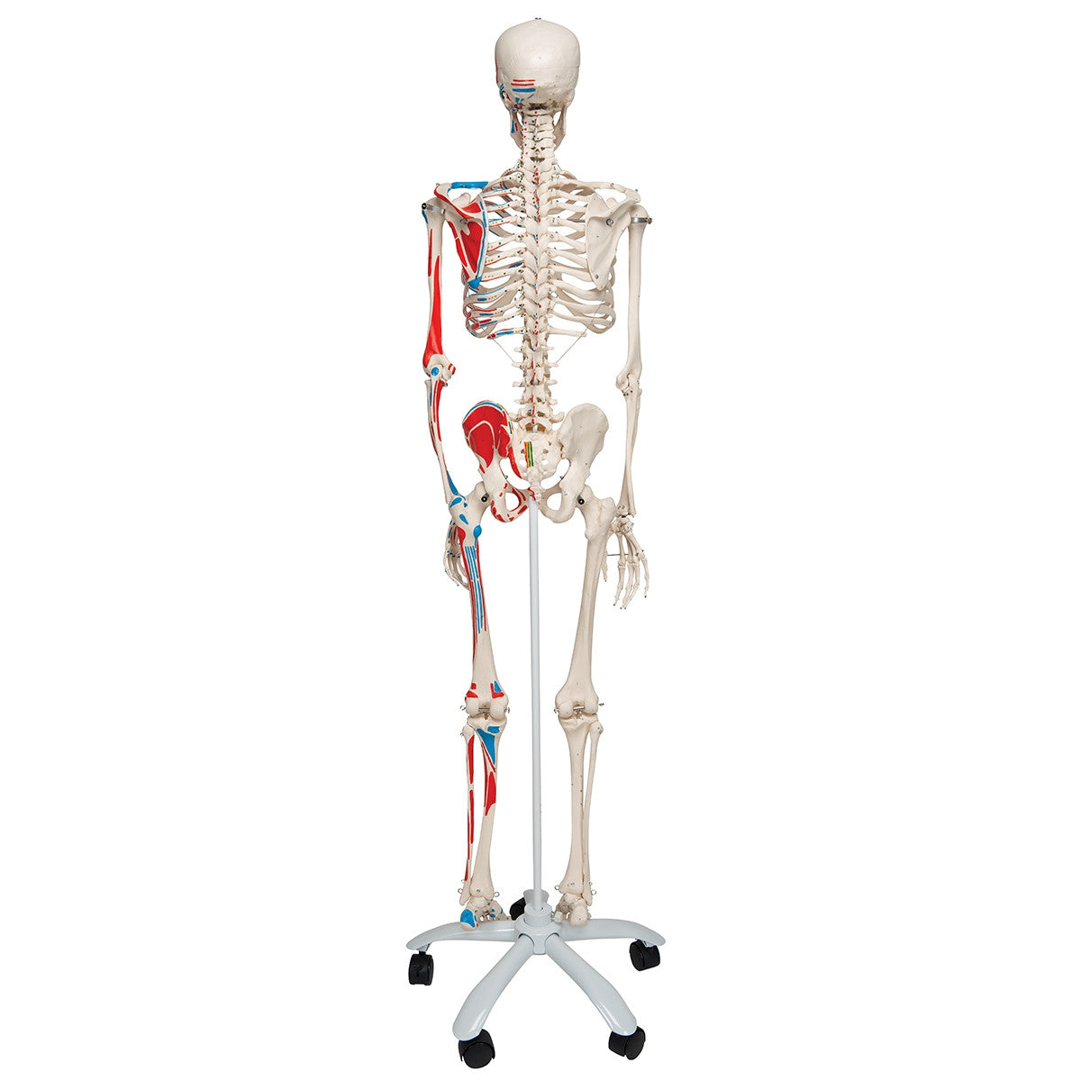 Max Muscle Skeleton Model