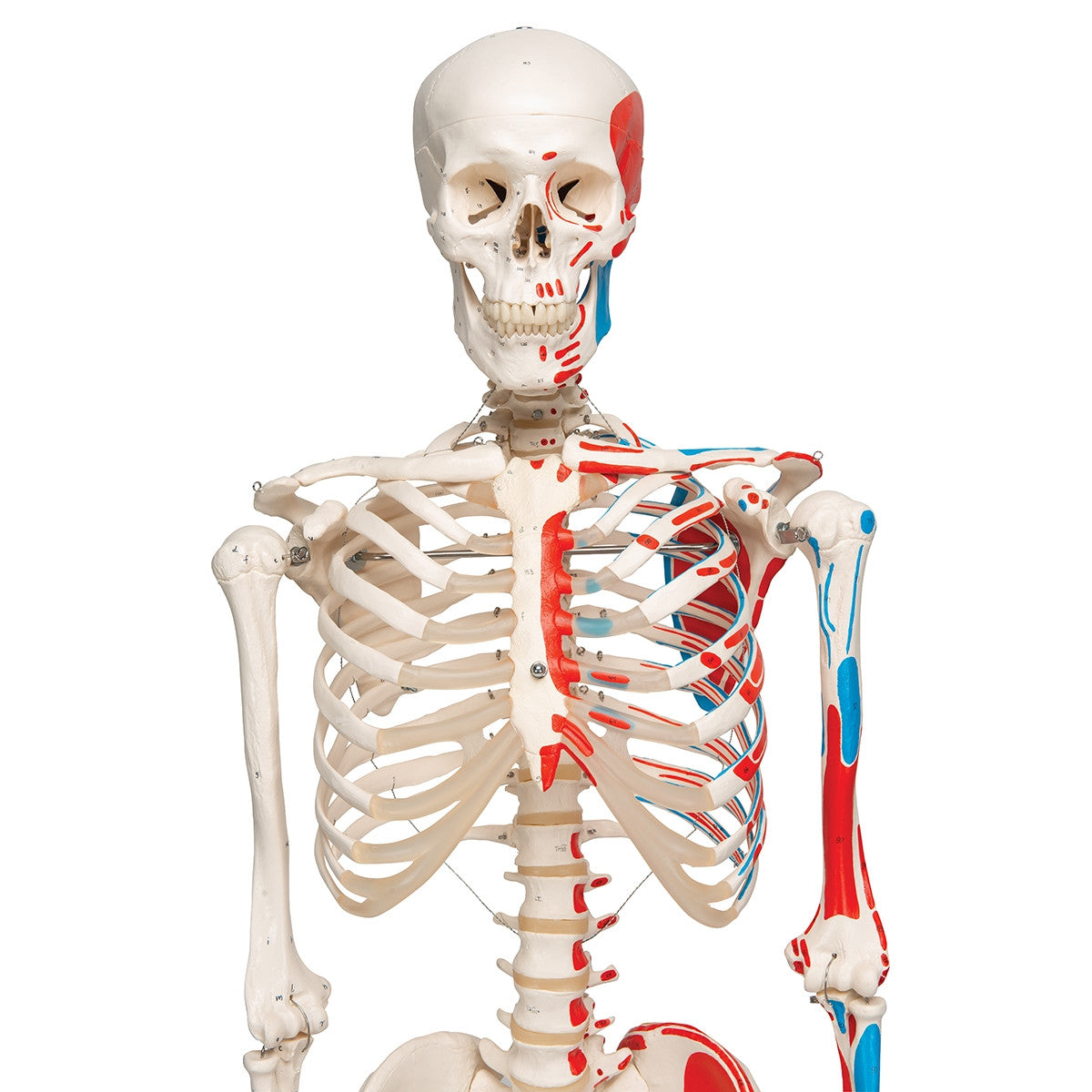 Max Muscle Skeleton Model
