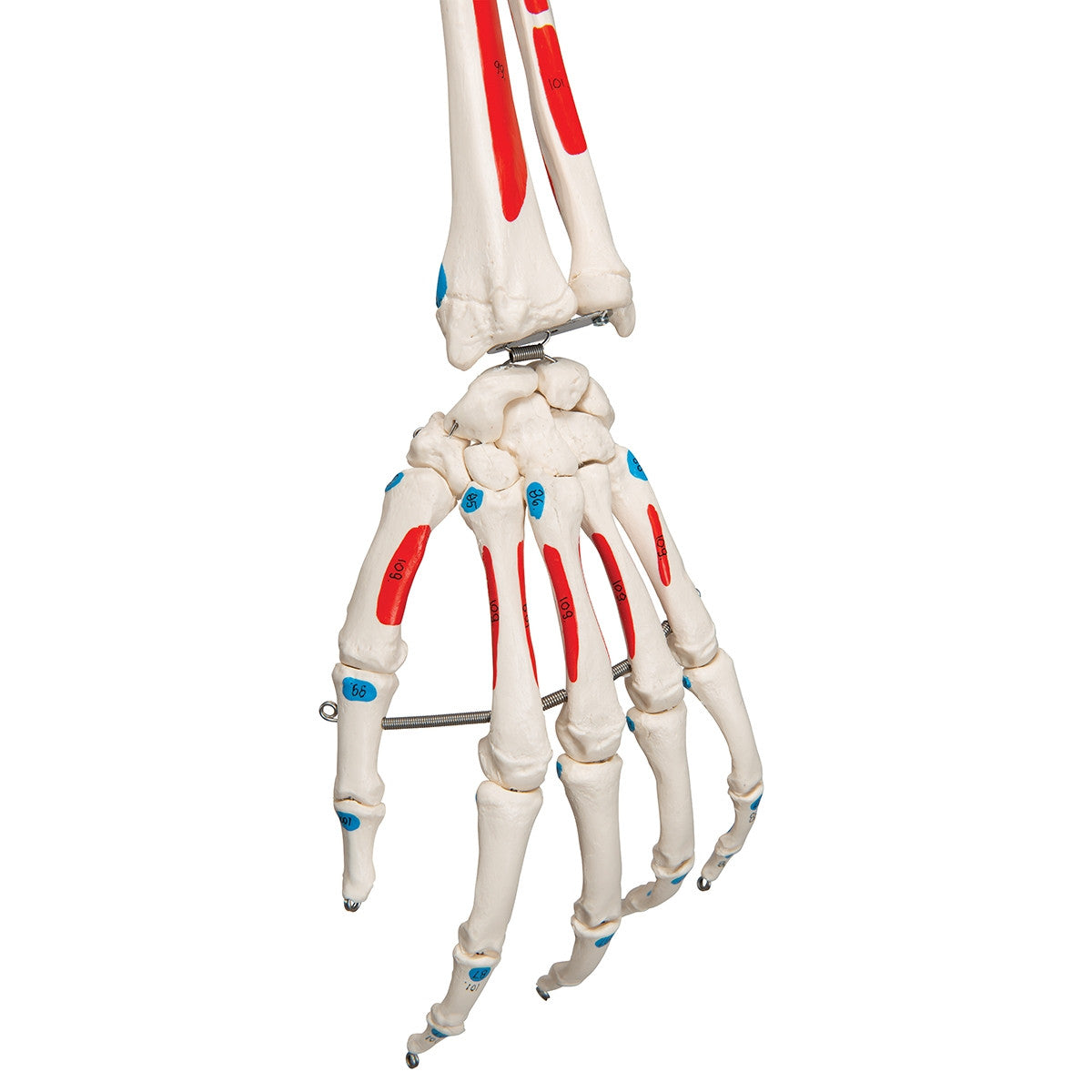 Max Muscle Skeleton Model
