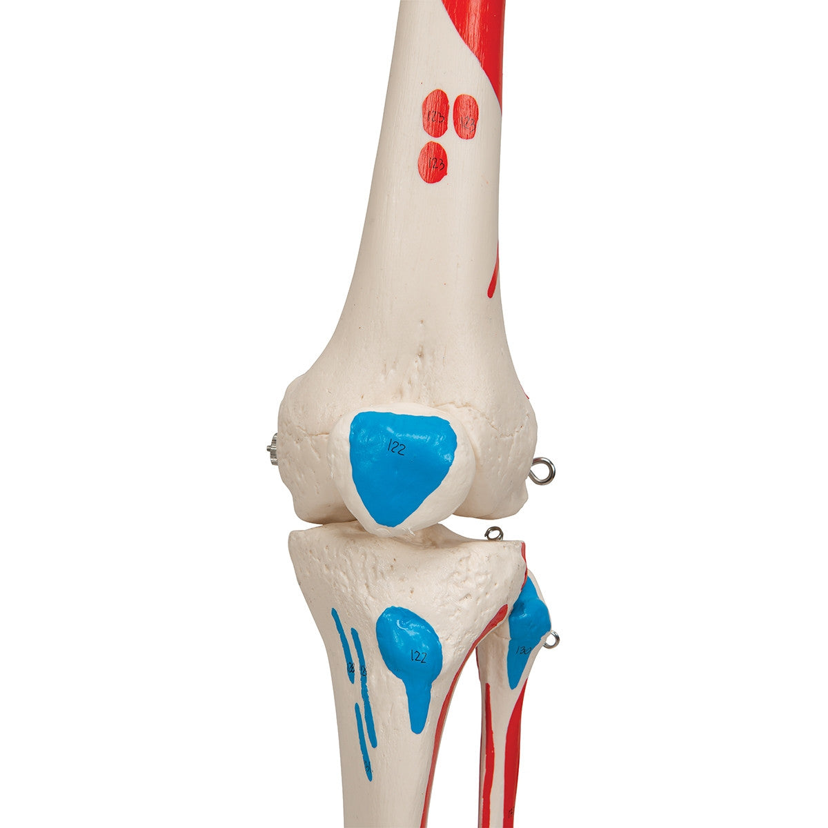 Max Muscle Skeleton Model