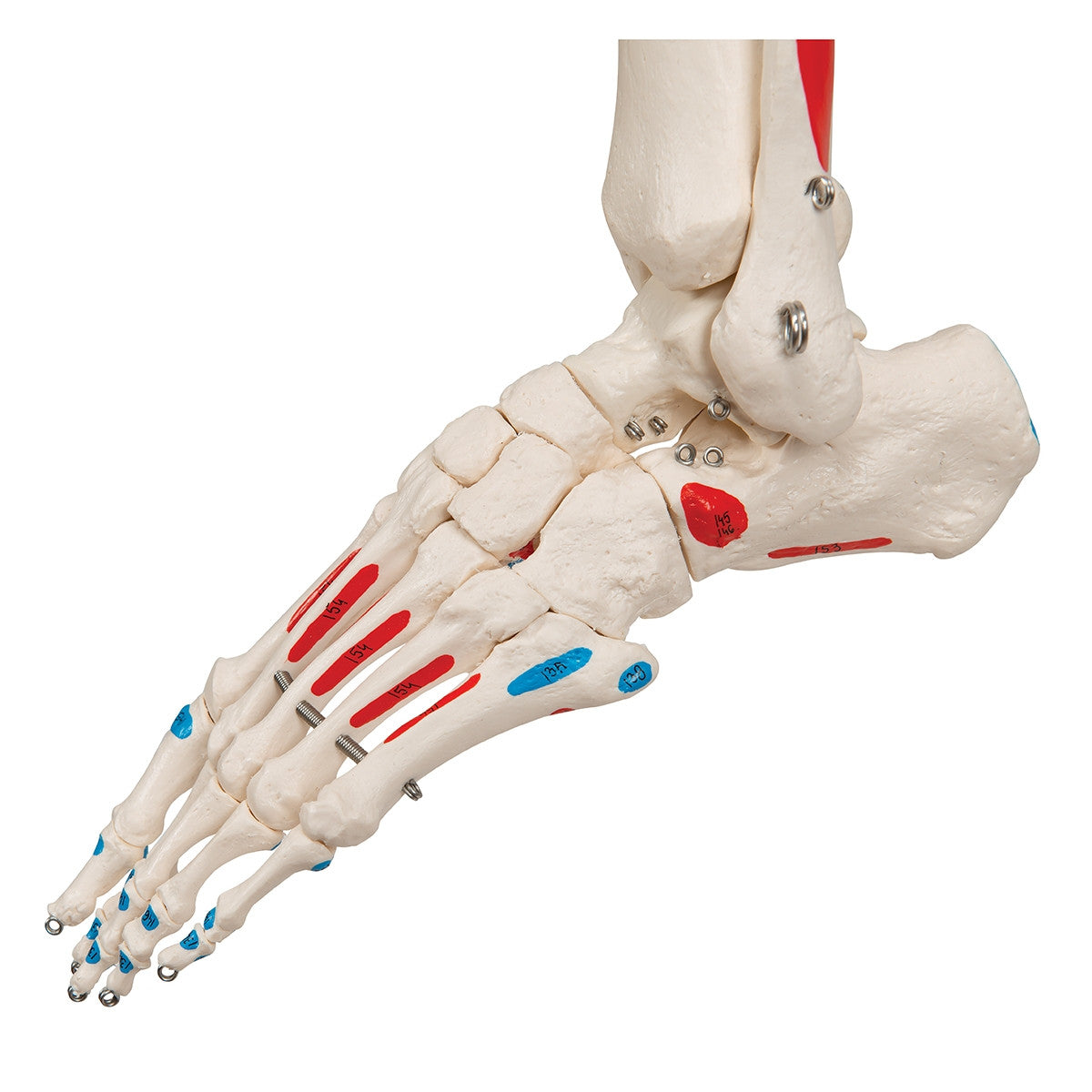 Max Muscle Skeleton Model