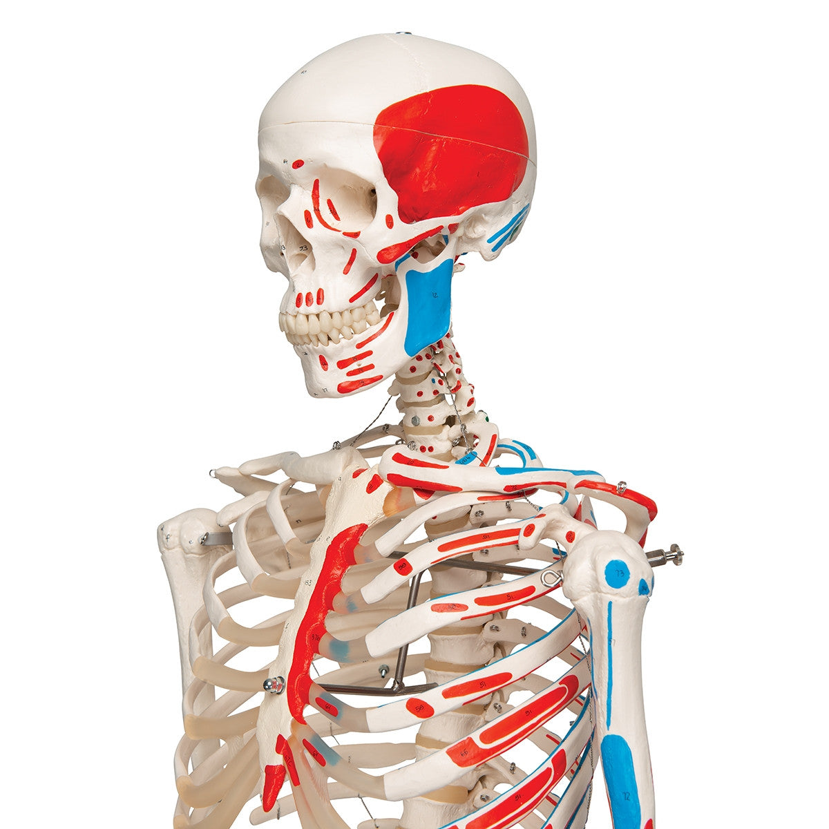 Max Muscle Skeleton Model