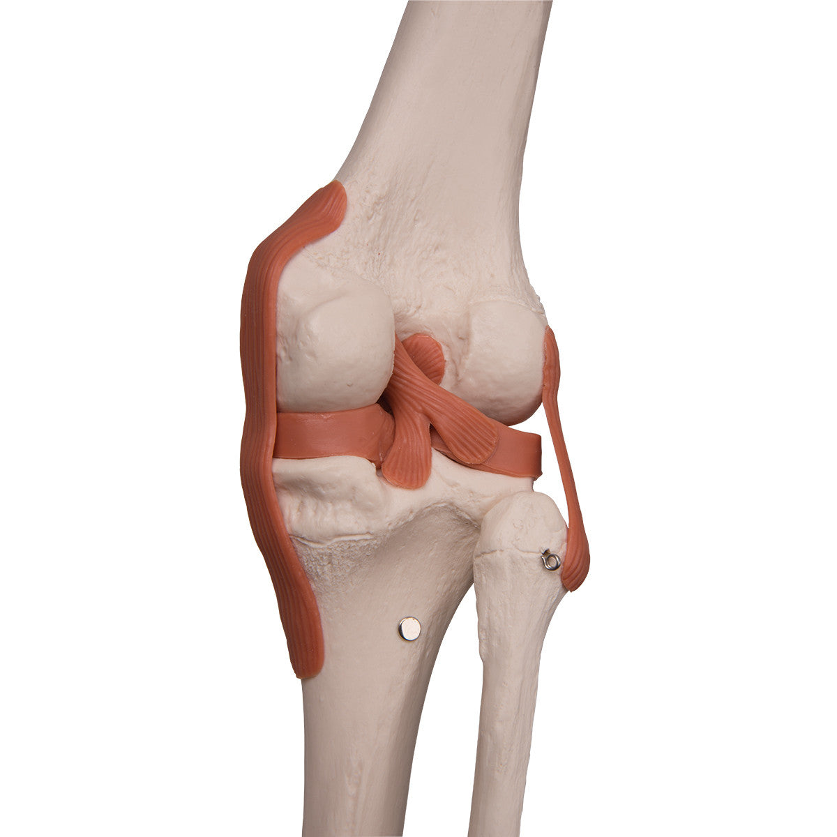 Leo Ligament Skeleton Model
