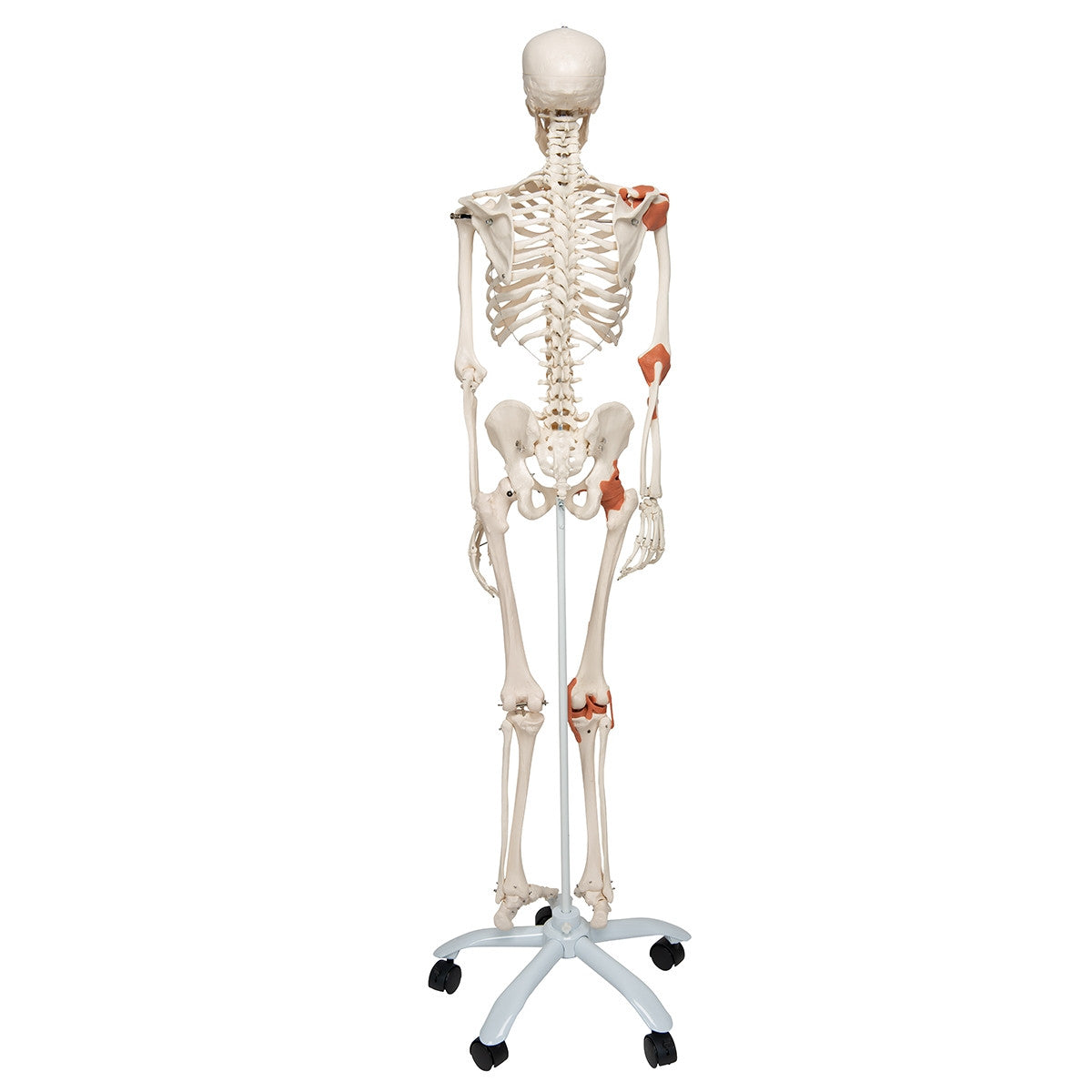 Leo Ligament Skeleton Model