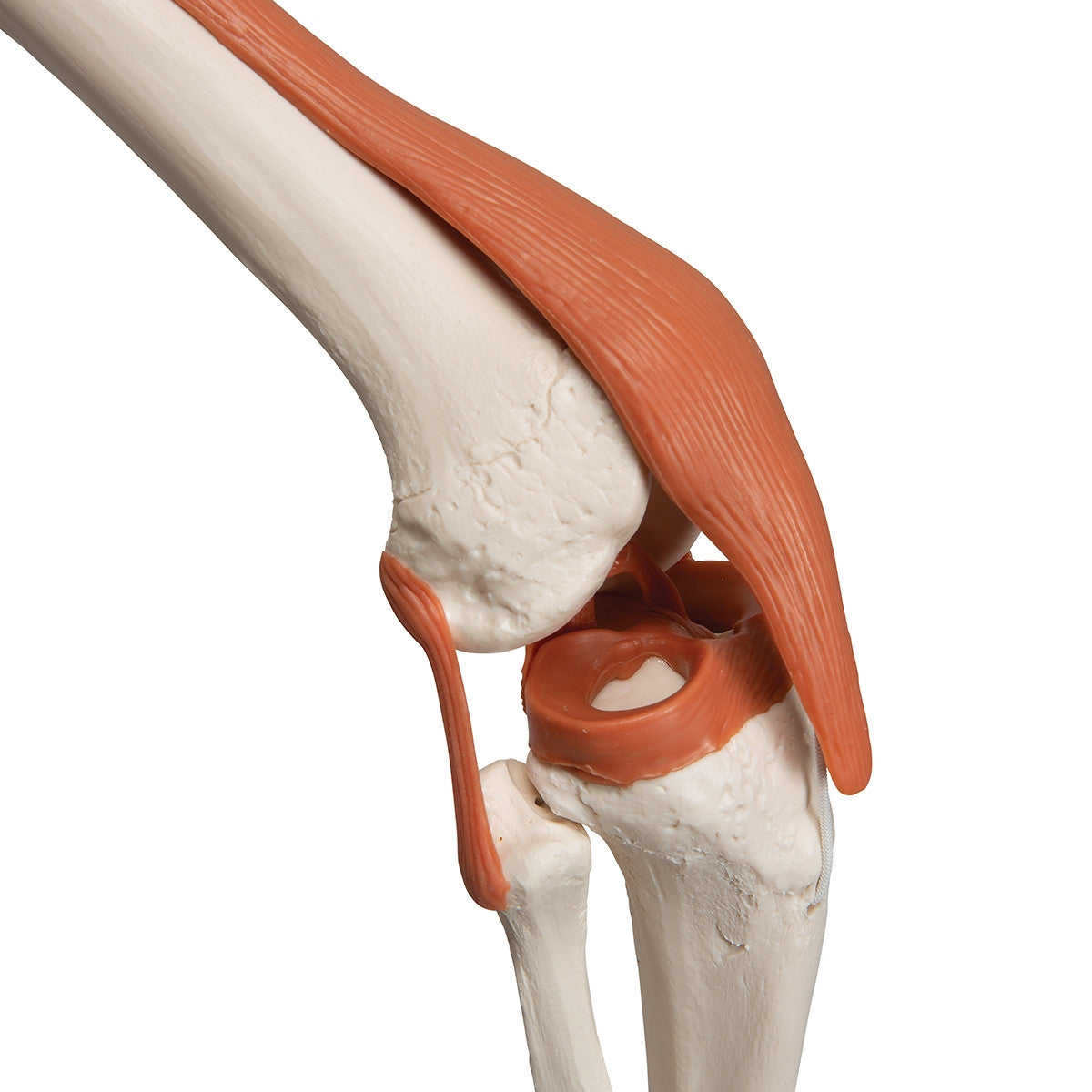 Leo Ligament Skeleton Model