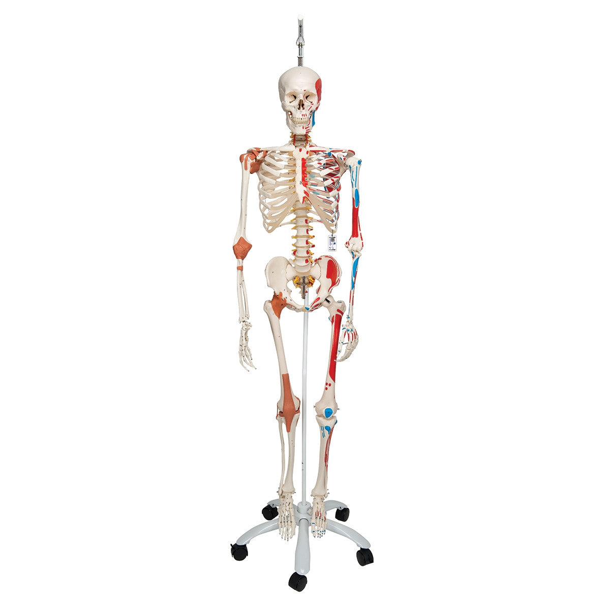 Sam Skeleton Model with Muscles and Ligaments on Hanging Stand