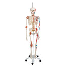 Switch Sam Skeleton Model with Muscles and Ligaments on Hanging Stand 1020177 2 image