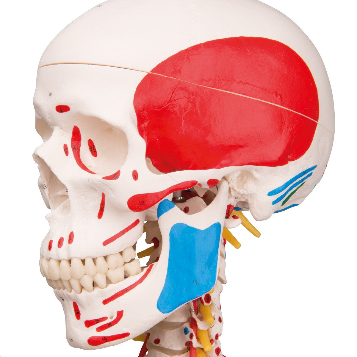 Sam Skeleton Model with Muscles and Ligaments on Hanging Stand