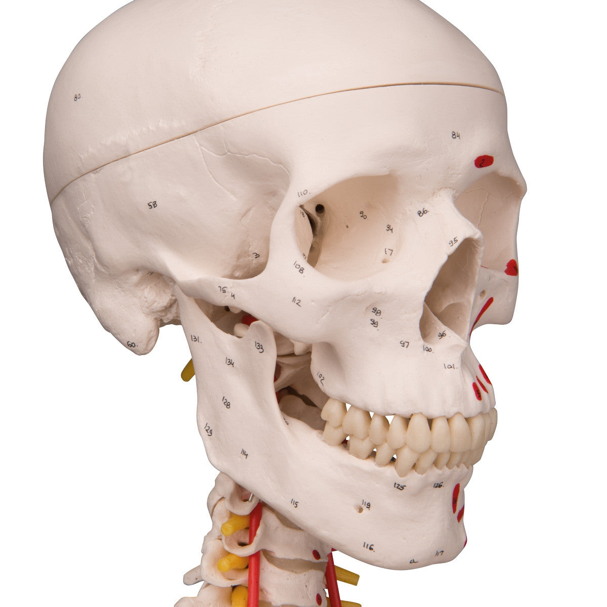 Sam Skeleton Model with Muscles and Ligaments on Hanging Stand