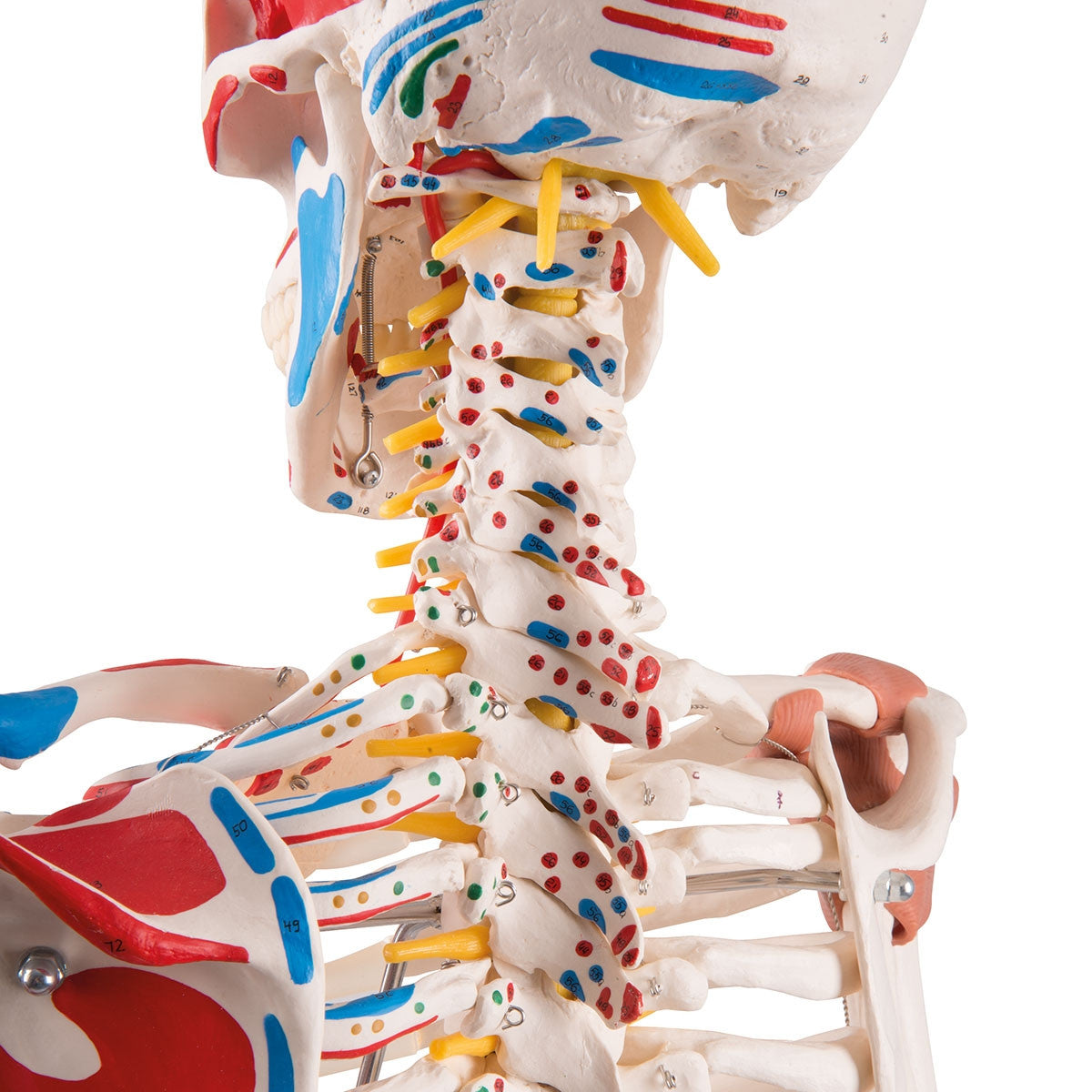 Sam Skeleton Model with Muscles and Ligaments on Hanging Stand