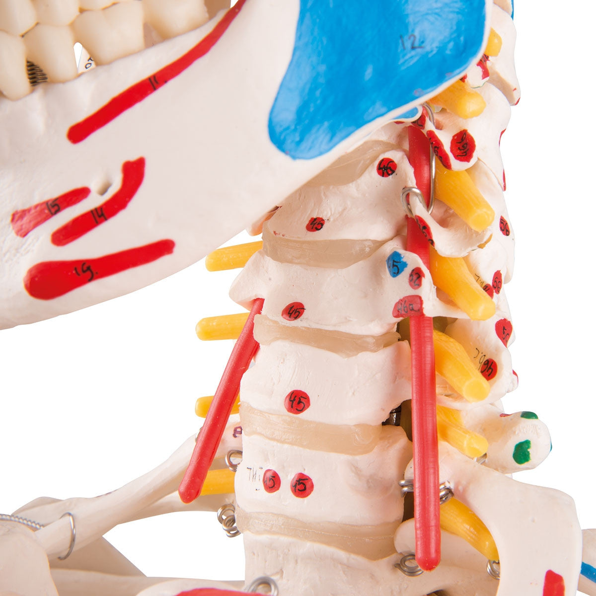 Sam Skeleton Model with Muscles and Ligaments on Hanging Stand