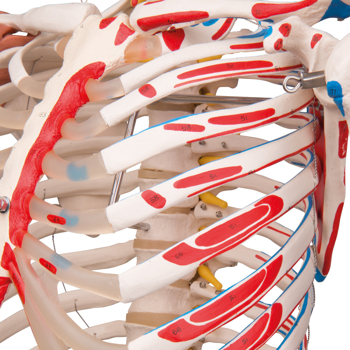 Sam Skeleton Model with Muscles and Ligaments on Hanging Stand