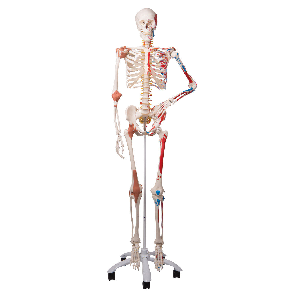 Sam Skeleton Model with Muscles and Ligaments