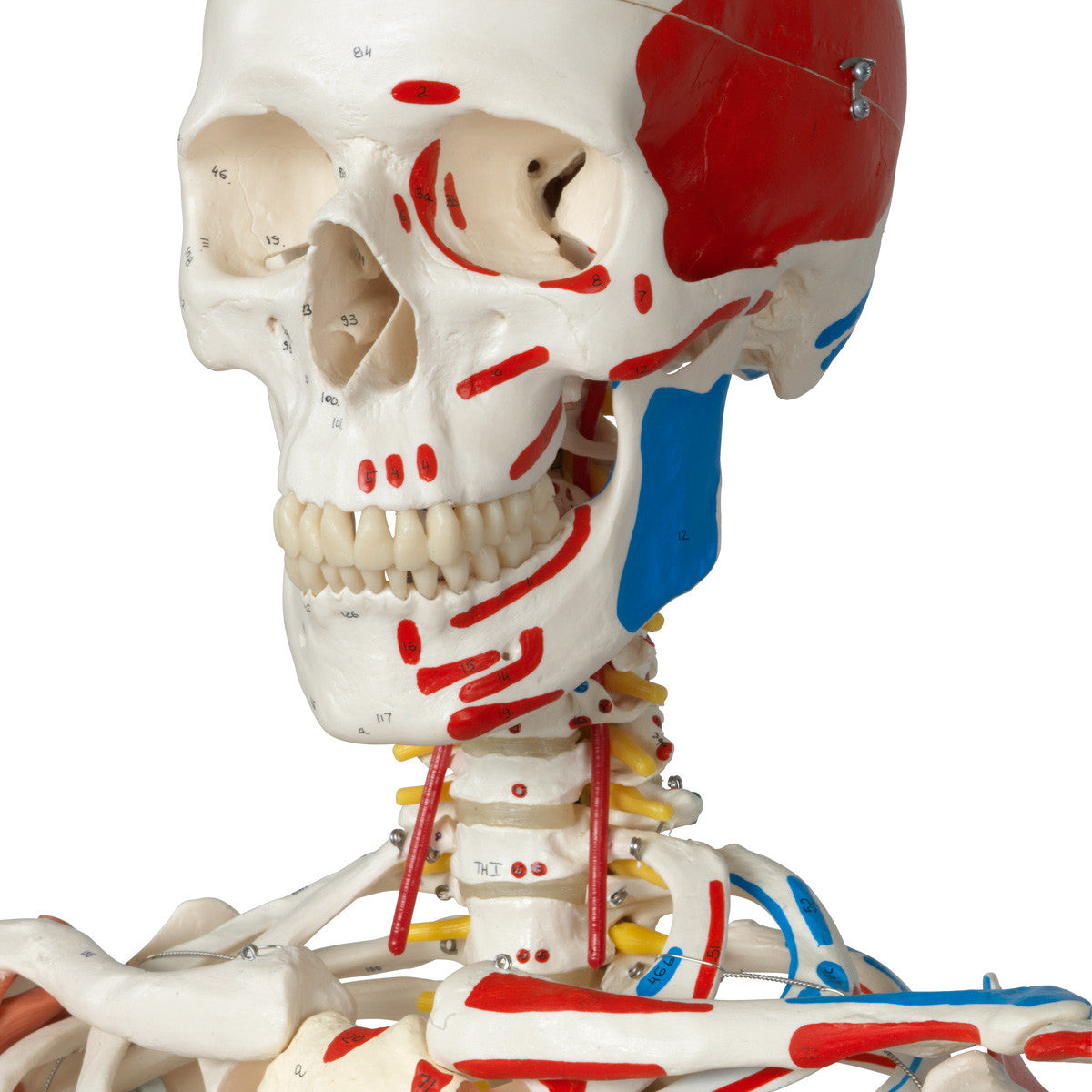 Sam Skeleton Model with Muscles and Ligaments on Hanging Stand