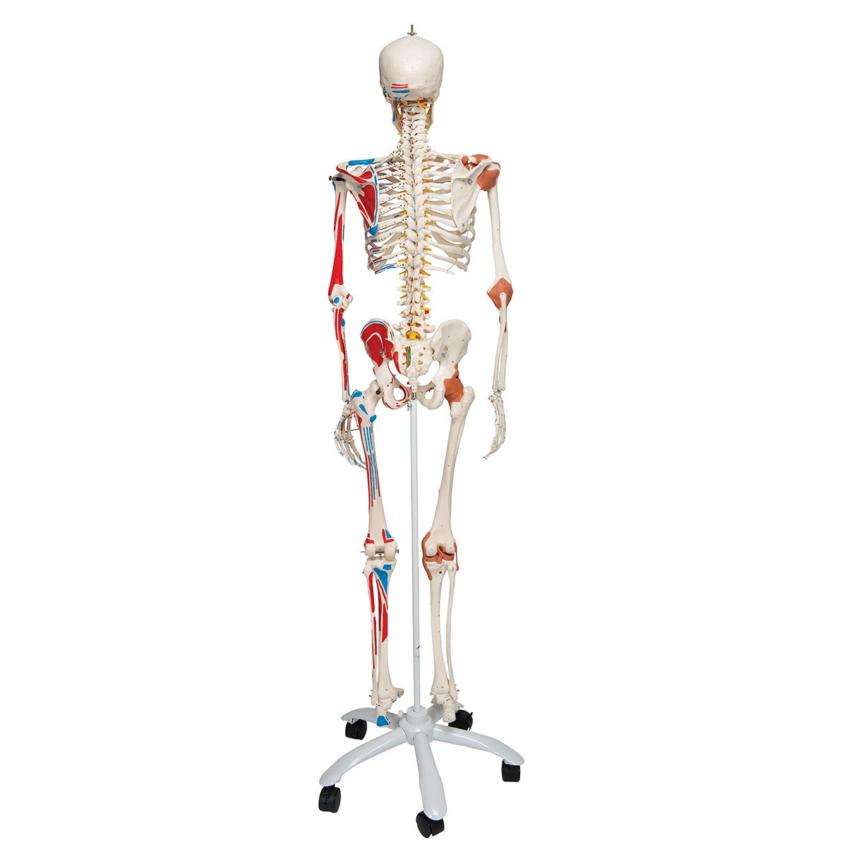 Sam Skeleton Model with Muscles and Ligaments