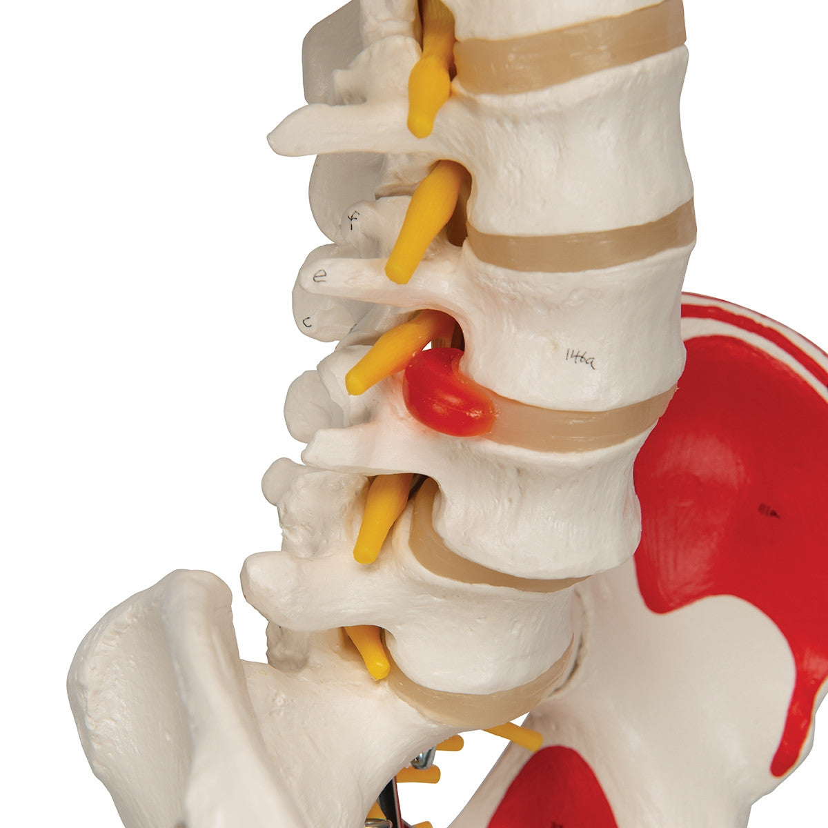 Sam Skeleton Model with Muscles and Ligaments