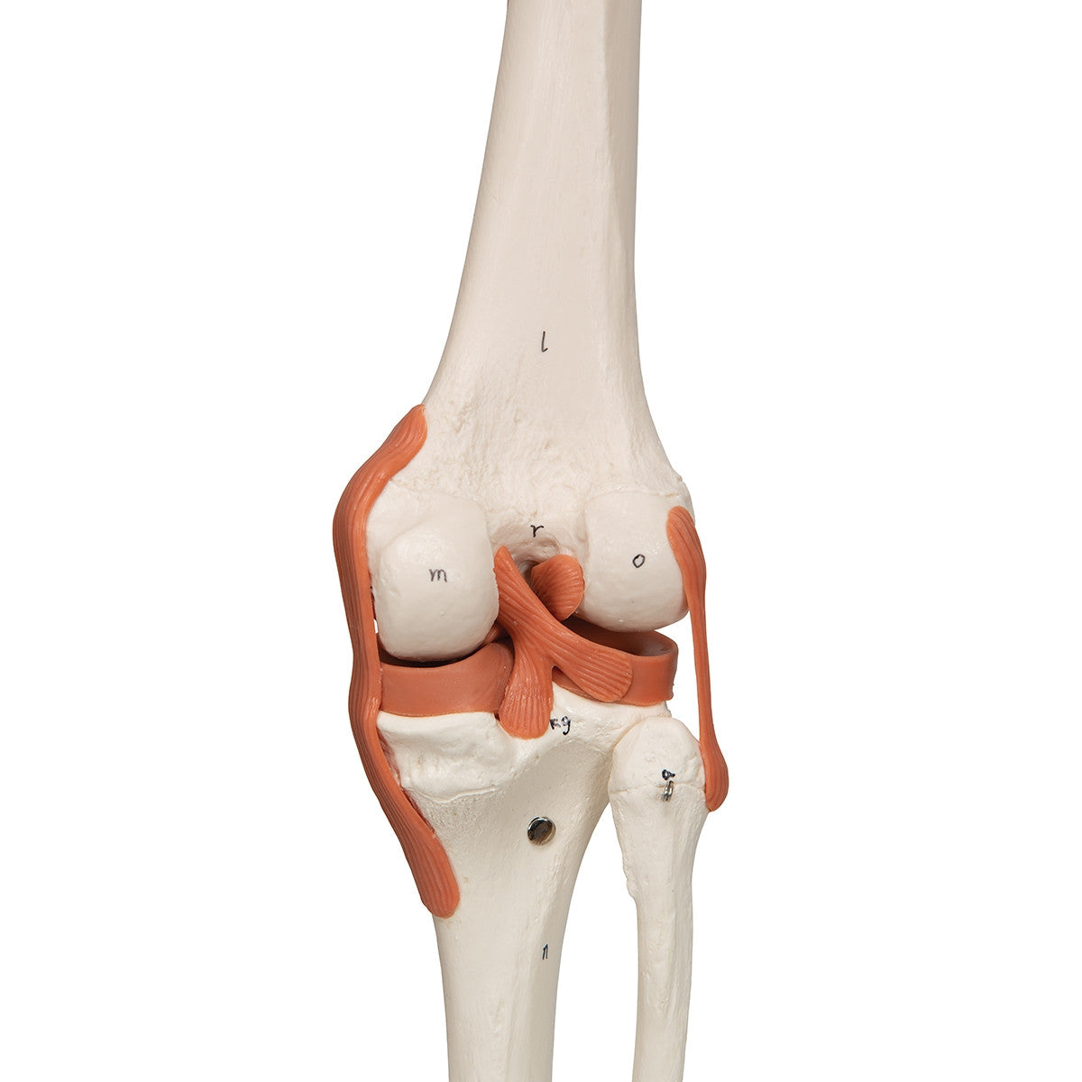 Sam Skeleton Model with Muscles and Ligaments